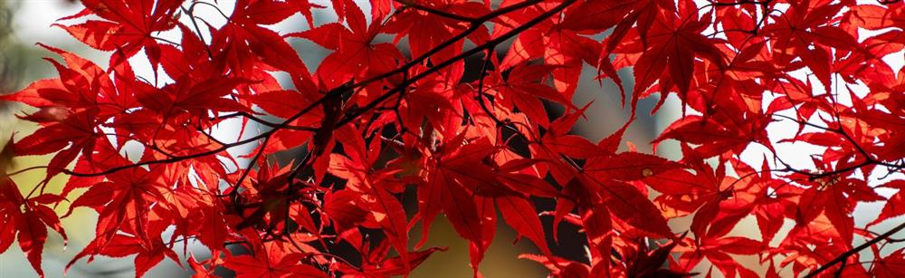 Red Maple Tree